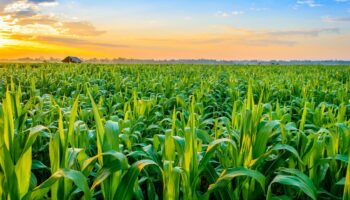 agriculture